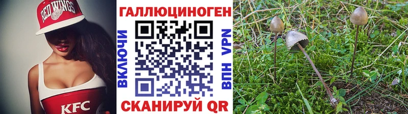Галлюциногенные грибы Psilocybine cubensis закладка это какой сайт Билибино blacksprut онион
