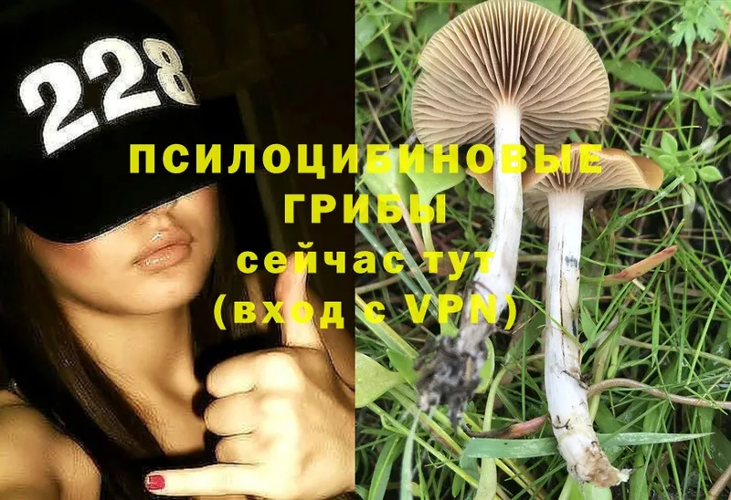 Псилоцибиновые грибы Cubensis  Билибино 